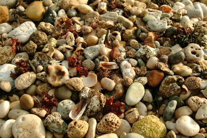 Frutti e colori del mare